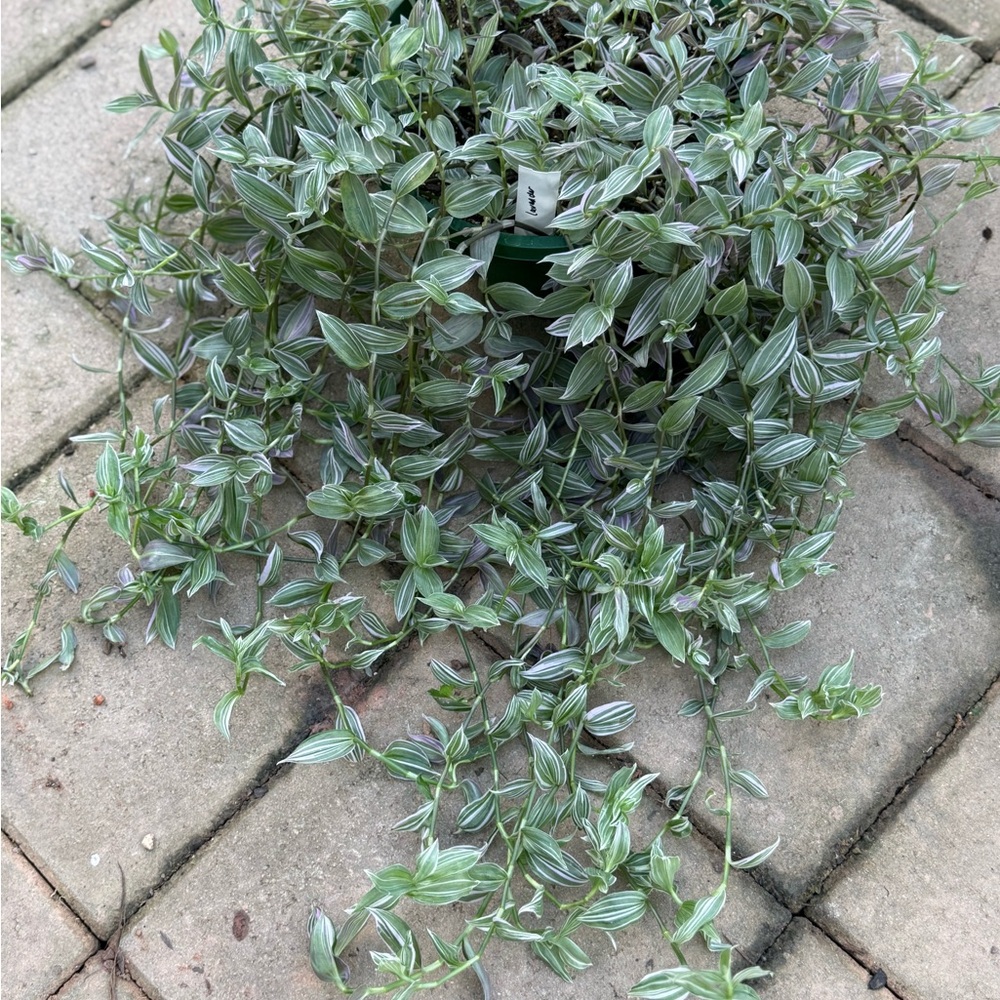 3 fresh cuttings of Tradescantia Lavender